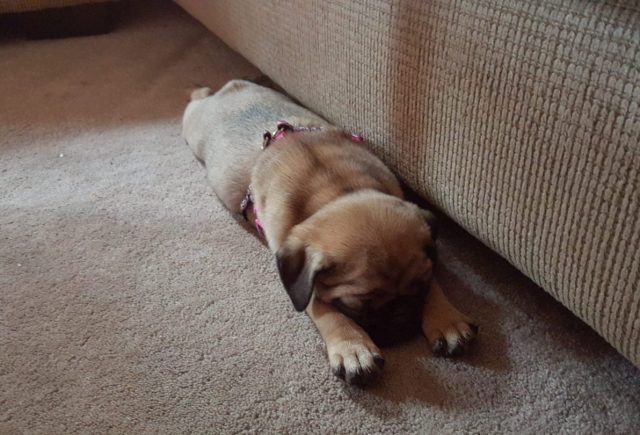 Adorable And Full Of Spunk