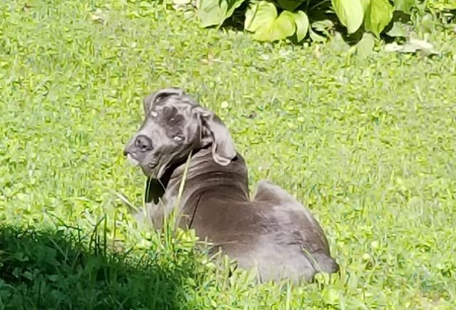 He Is A Patient Loving Dog