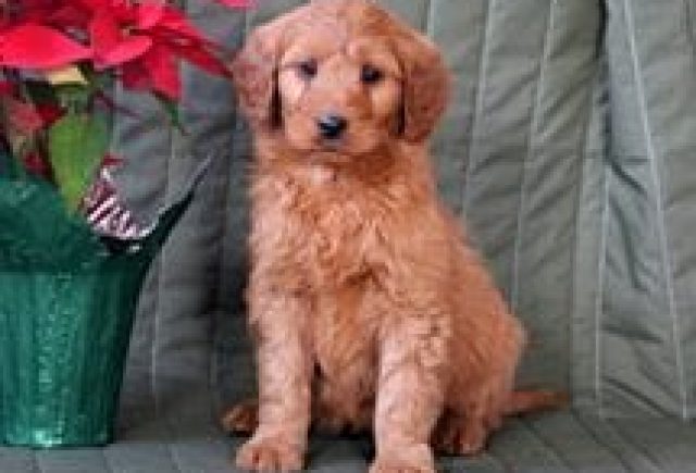 Smartest Puppy Ever