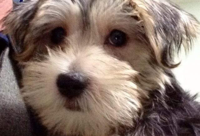 Our Family Lost Our Faithful Dog