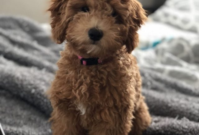 Phoebe the Mini Doodle