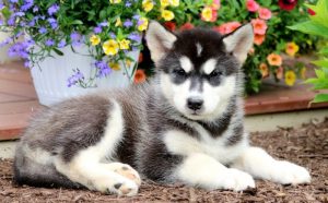 Alaskan Malamute Mix