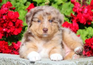 australian shepherd puppies for sale