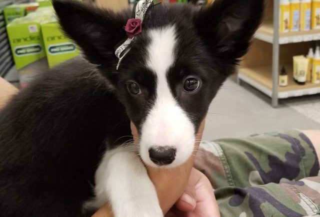 Beautiful Border Collie
