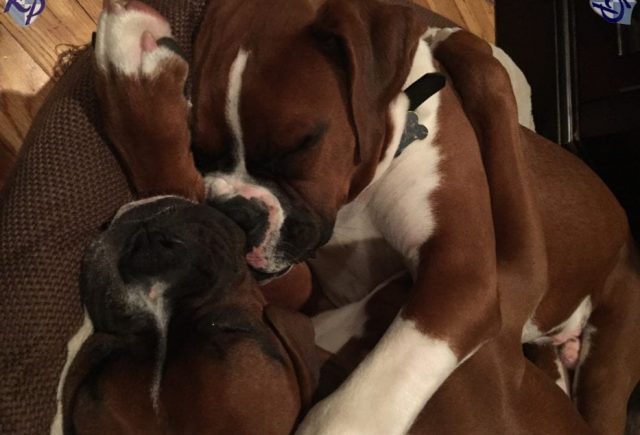 They Are Great Puppies