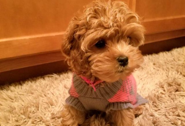 I Finally Found The Cutest Cockapoo Puppy