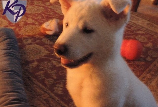 Pup Is Alert, Active And In Good Shape