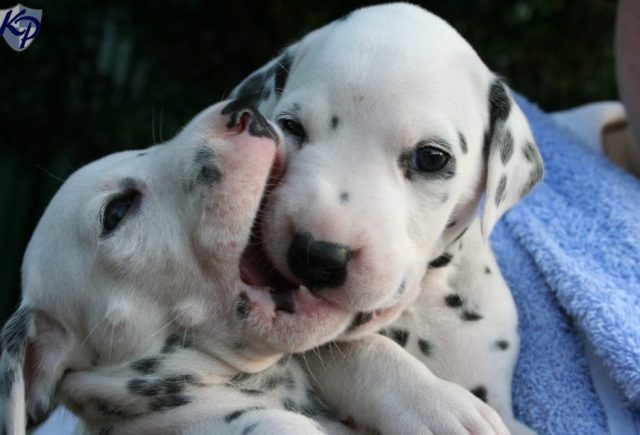Dalmatians Are Very Good Dogs