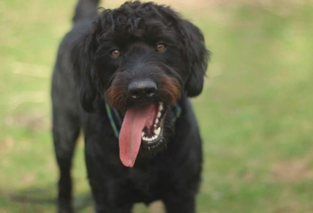 Excellent Bird Dog