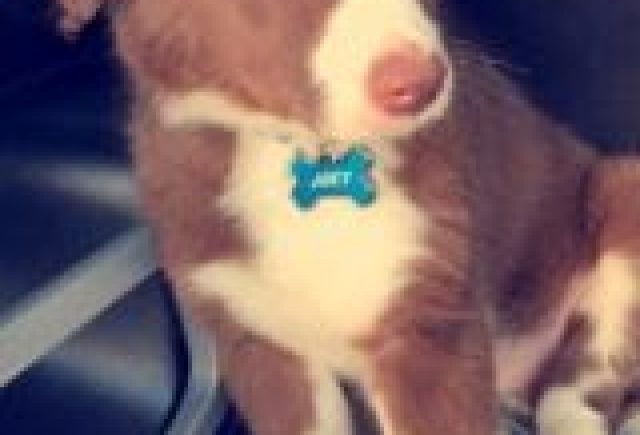 The Cutest Thing Ever