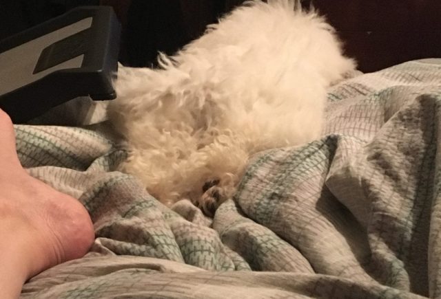 I Just Adopted Shane A Bichon