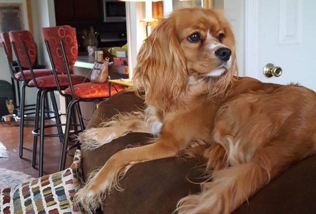 My Cockalier Is The Most Adorable Pet Ever