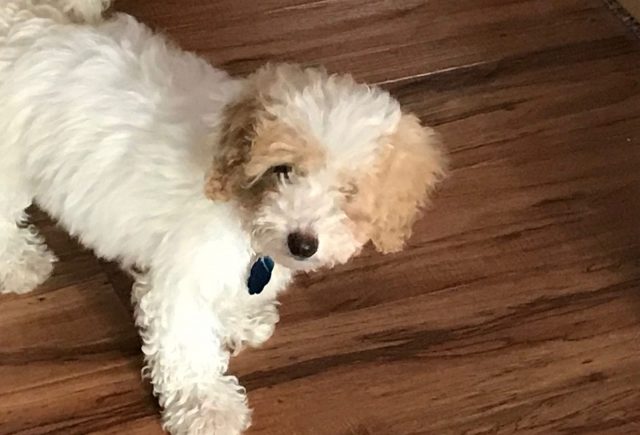 My Bichpoo Puppy
