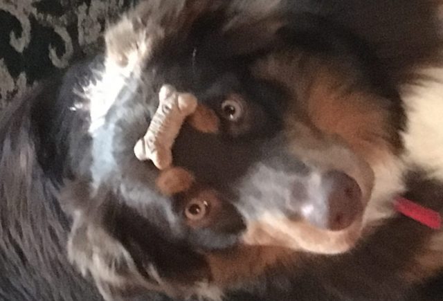 The Smartest Dog