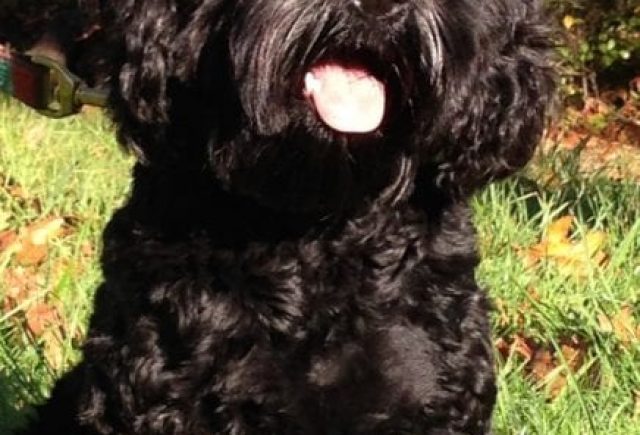 Fanny Gave Him Amazing Puppy Care