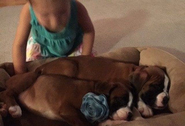 We Adopted Two Boxer Puppies