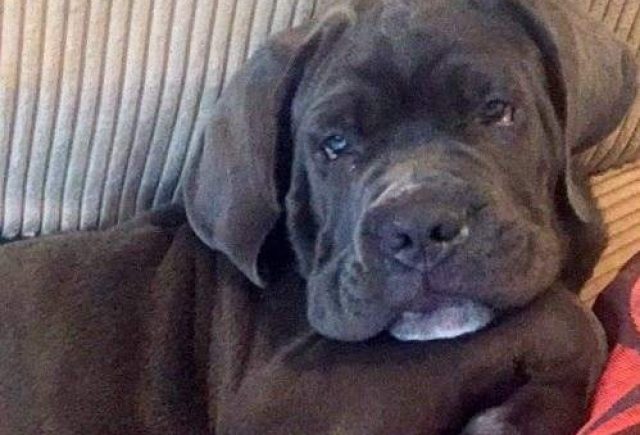 Beautiful Cane Corso Puppy