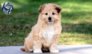 Sheltidoodle - Mini
