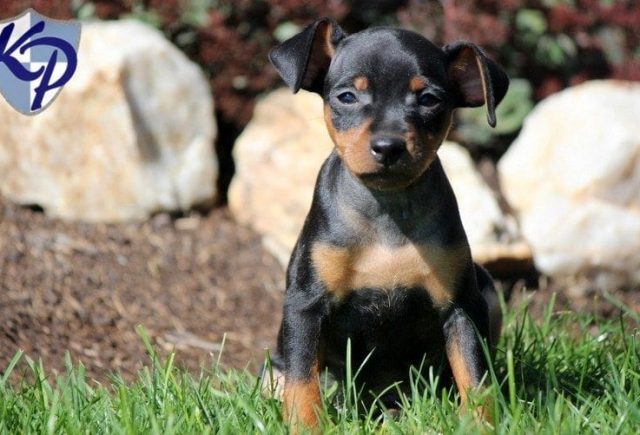 Picked Up this Beautiful, Silly, Spunky Puppy