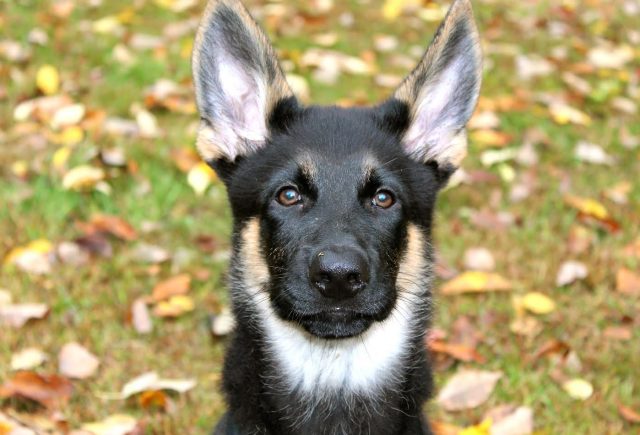 Learning And Training So Fast