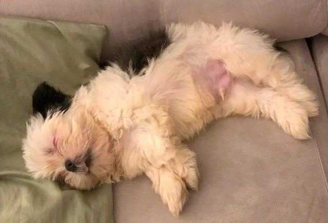 Puppies Clean And Safe