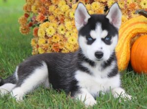Siberian Husky puppies for sale