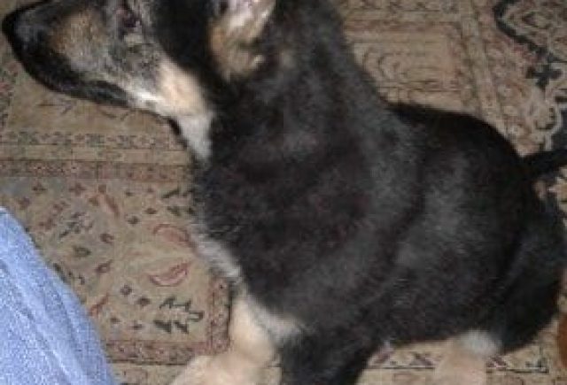 Sporty the awesome GSD puppy