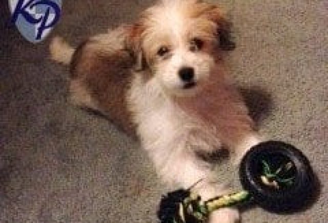 I Would Highly Recommend Purchasing With Keystone Puppies