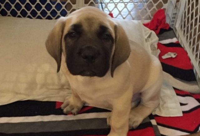 I Purchased A Beautiful English Mastiff