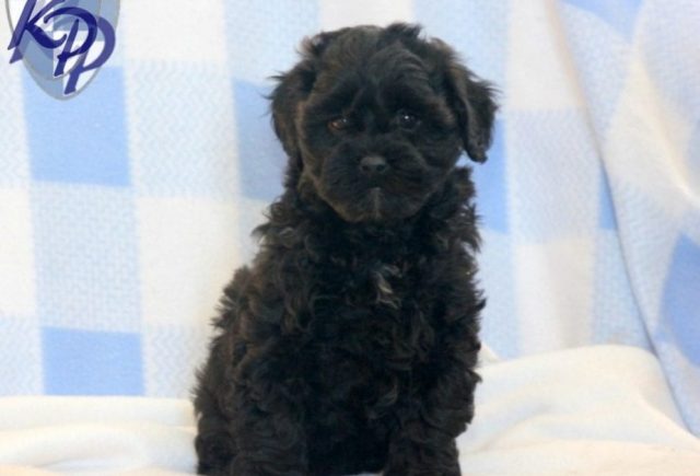 Our Little Shihpoo Waffles