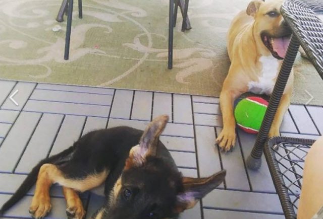 GSD puppy – great experience – wonderful dog