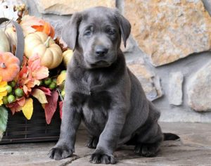 charcoal lab puppies for sale