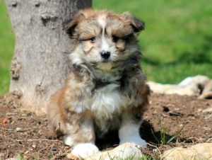 Maltipom