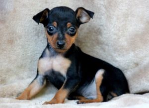 Miniature Pinscher