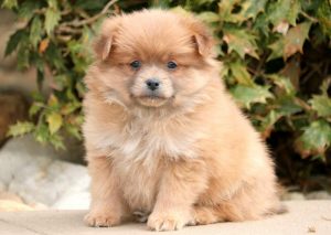 Peekapom