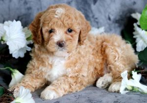 Toy Poodle puppies for sale