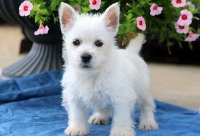 westie puppies for sale