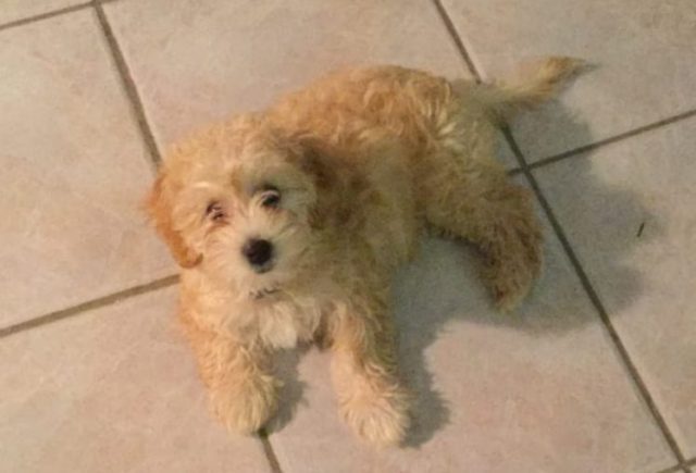 Our new puppy.