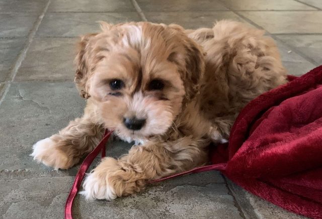 Healthy, happy, new puppy