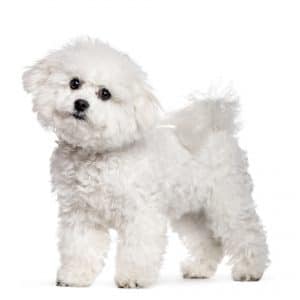 Bichon Frise lapdog for sale