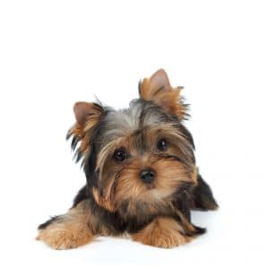 Yorkie toy breed of puppy