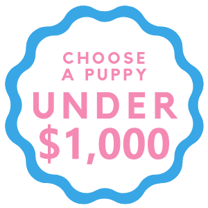 puppies for sale under 1000