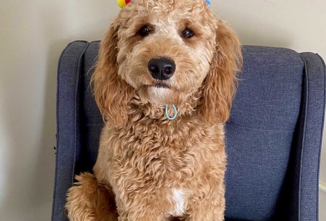 LOVE our Mini Goldendoodle!