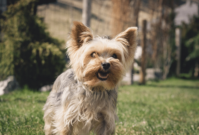 Yorshire Terrier puppy.