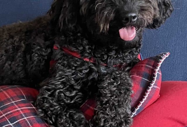 Best Dog Ever!