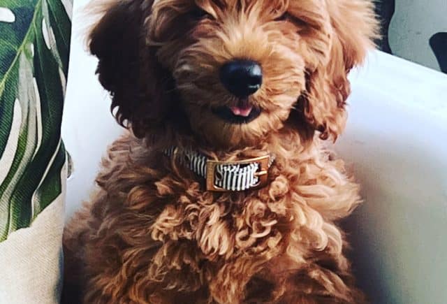 We love our pup!