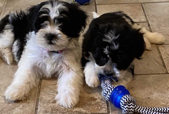 Thank you Keystone puppies