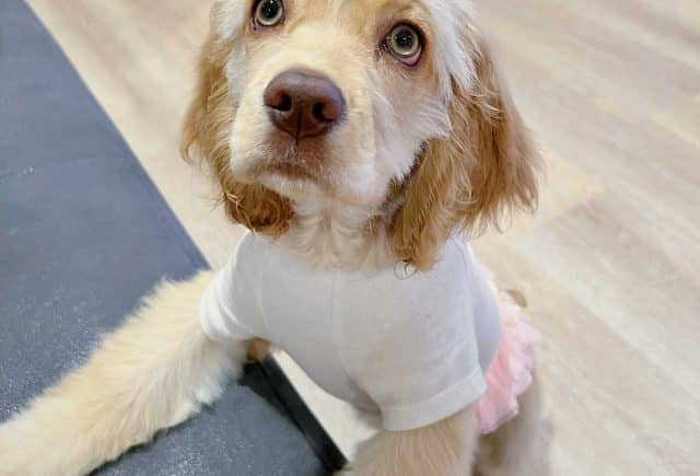 Our adorable cocker spaniel