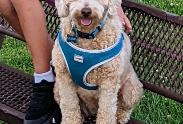 Goldendoodle best boy