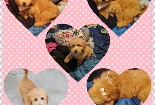We love our Mini Goldendoodle πππ